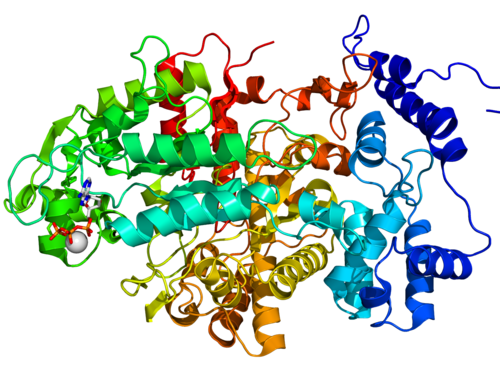 Ribonucleotide reductase